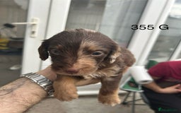 Labradoodle dogs for sale: 7 beautiful Labradoodle puppies available  - Image 28