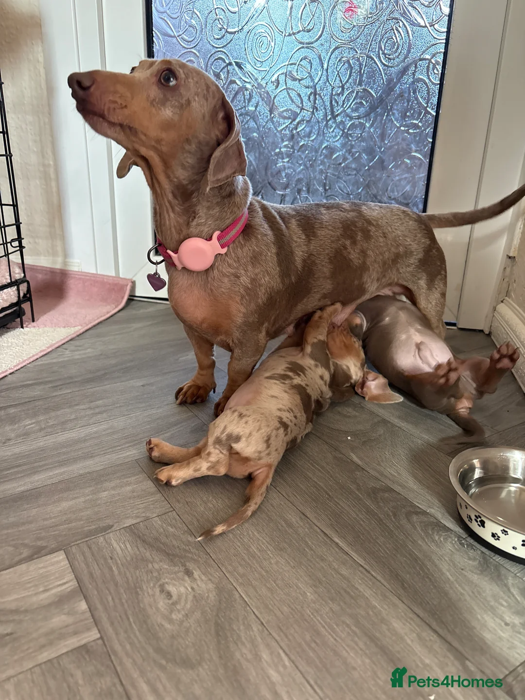 Miniature Dachshund dogs for sale: two beautiful dachshund puppies - Advert 2