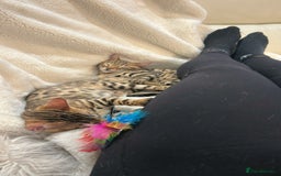 Bengal cats for sale: Bangal Kittens  - Image 33