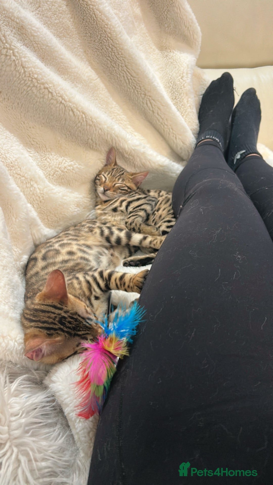 Bengal cats for sale: Bangal Kittens  - Image 33