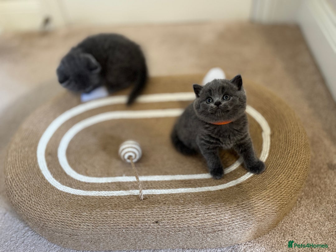 British Shorthair cats for sale: British Shorthair Blue Kittens - Image 14