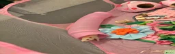 Rat rodents for sale: Female rats looking for a new home💗 in Spennymoor - Advert 6