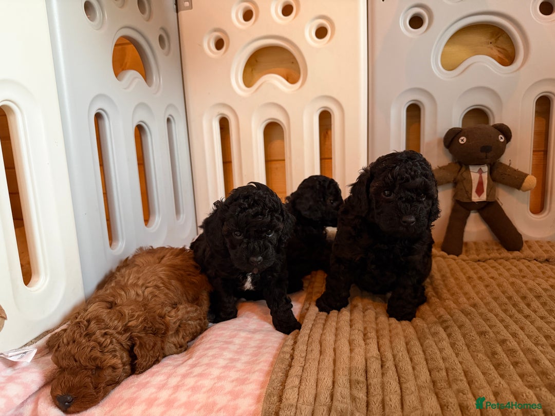 Toy Poodle dogs for sale: Toy poodle puppies  - Advert 7