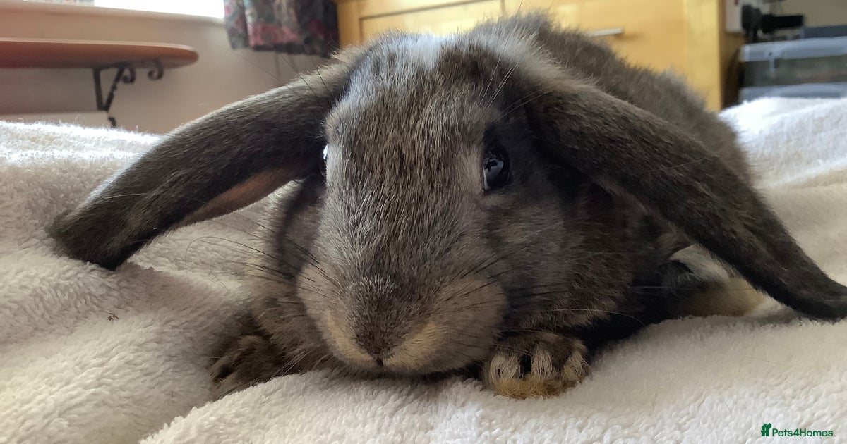 Baby Cross Breed Rabbit for sale in Eastleigh | Pets4Homes