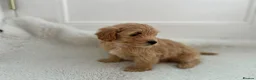 Maltipoo dogs for sale: Adorable Maltipoo Puppies  - Advert 7