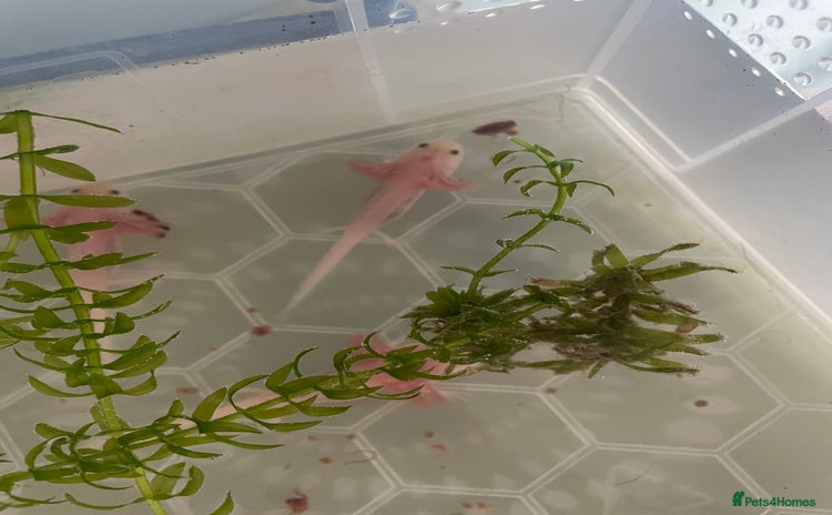 Axolotl reptiles - Advert 10