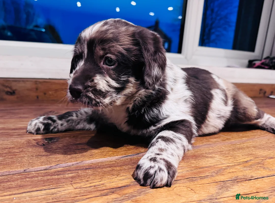 Labradoodle dogs for sale: Chocolate & chocolate Merle Miniature Labradoodles - Advert 2