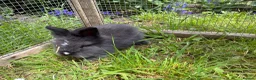 Lionhead rabbits for sale: 3 fluffy lionhead babies  - Advert 8