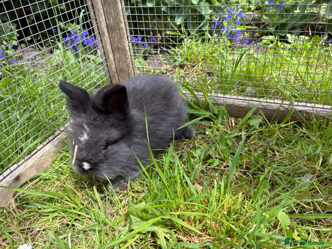 Lionhead rabbits for sale: 3 fluffy lionhead babies  - Advert 8