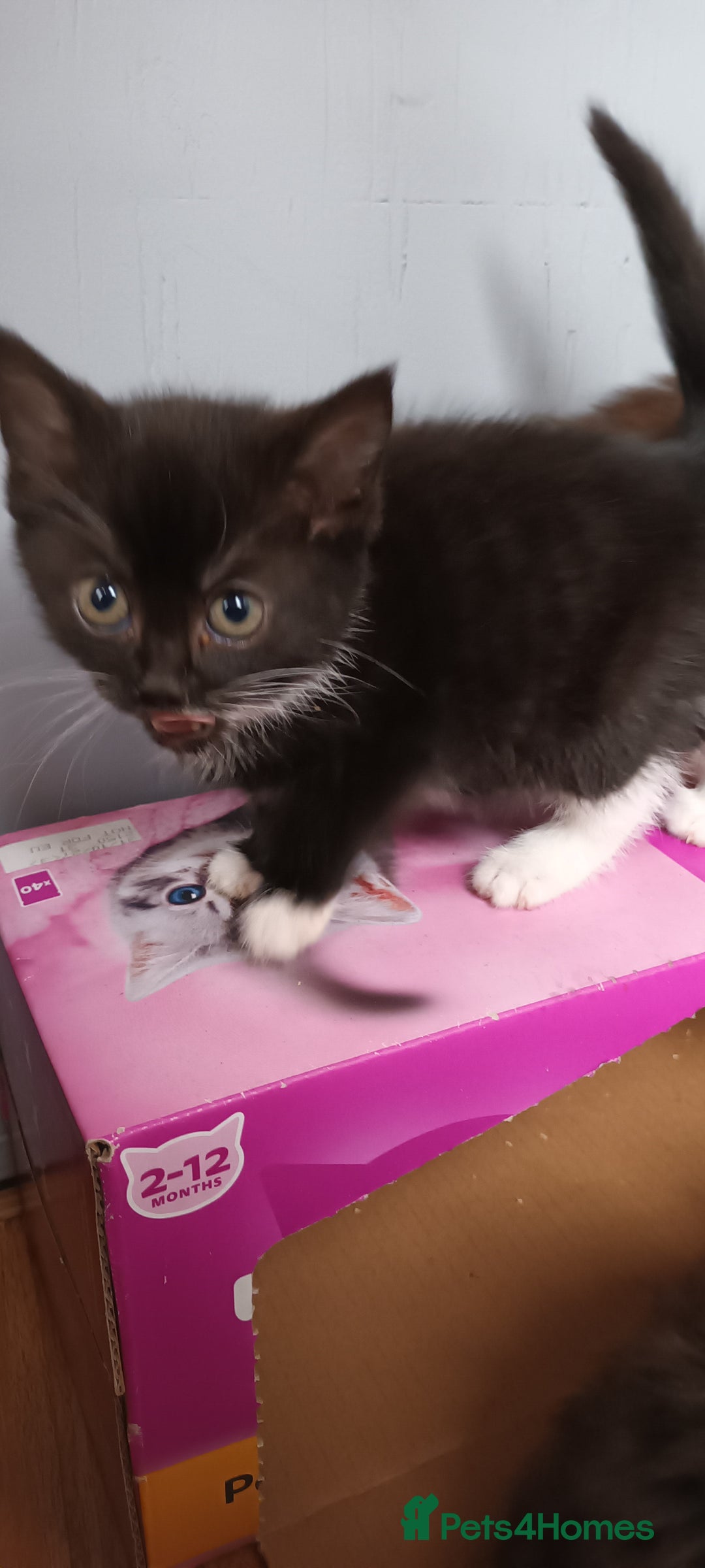 Domestic Shorthair cats for sale: 2 black and white twin girls left, ready now❤️ - Advert 11