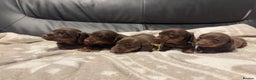 Miniature Dachshund dogs for sale: Miniature Dachshund Puppies Chocolate and Tan KC - Advert 1