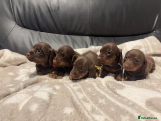 Miniature Dachshund dogs Miniature Dachshund Puppies Chocolate and Tan KC - Advert 1