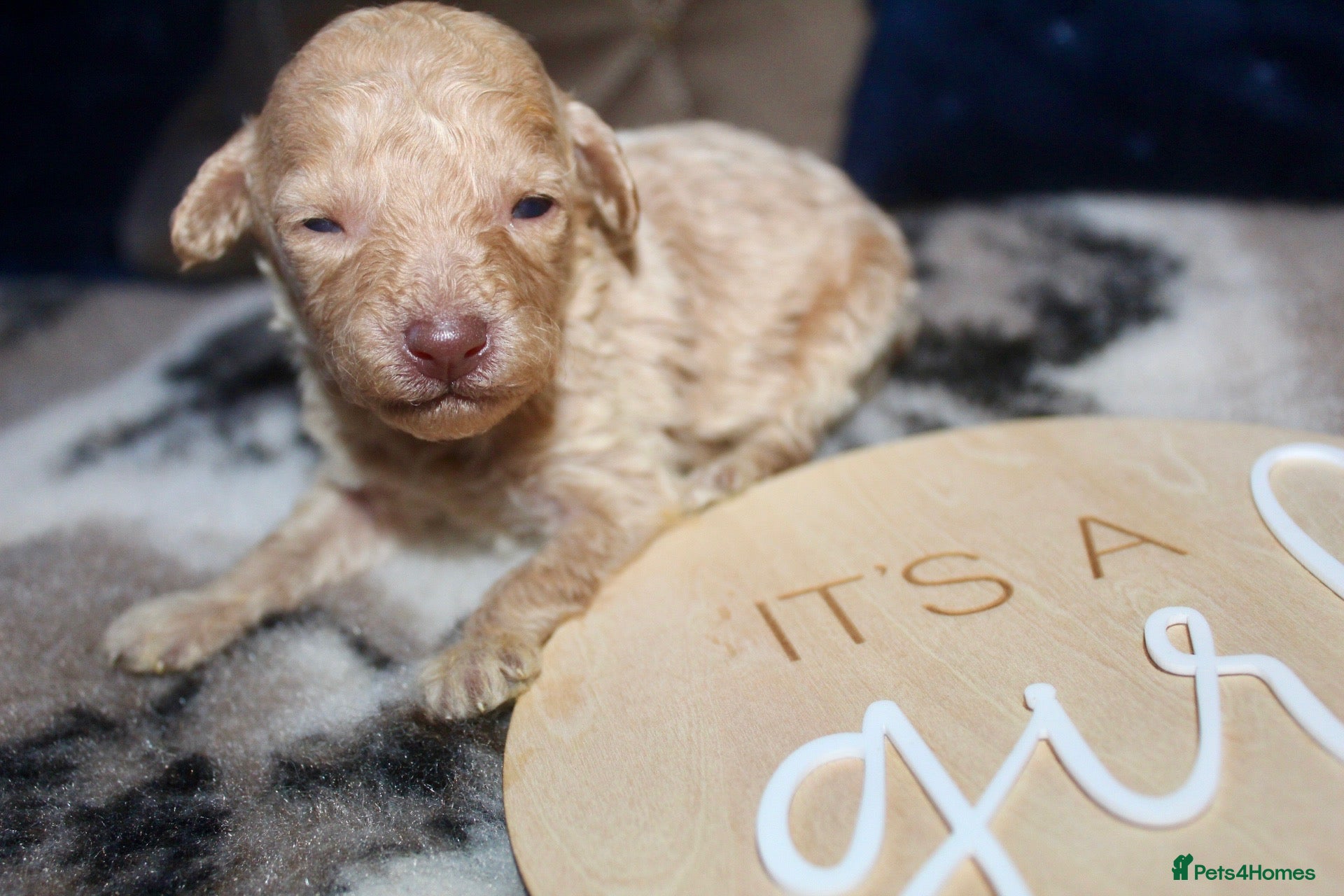 Cockapoo dogs Child friendly cockapoo puppies ready March - Advert 4