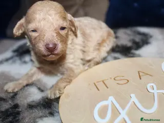 Cockapoo dogs Child friendly cockapoo puppies ready March - Advert 4