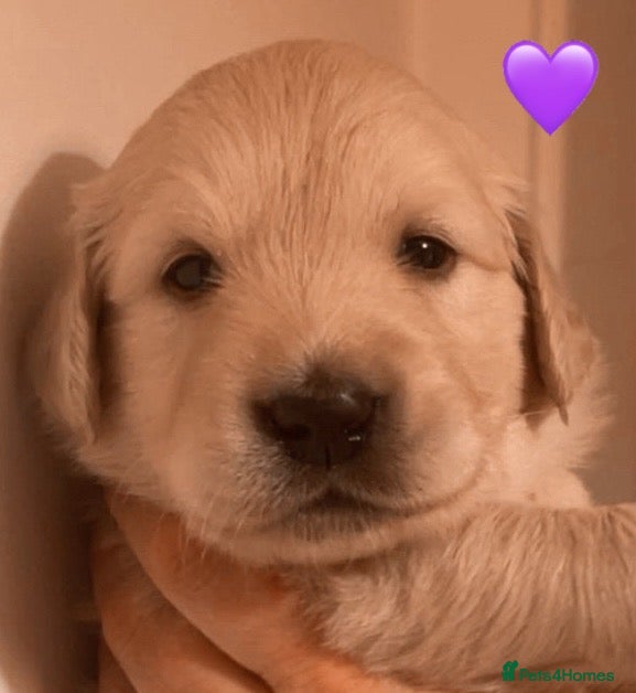 Golden Retriever dogs KC Registered Golden Retriever Puppies - Advert 14