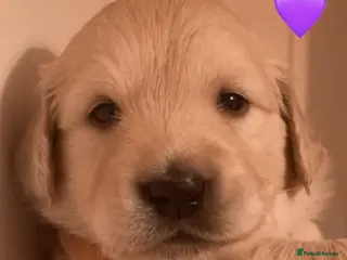 Golden Retriever dogs KC Registered Golden Retriever Puppies - Advert 14