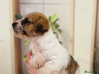 Jack Russell dogs Fine examples of jr pups 🐶 - Advert 13