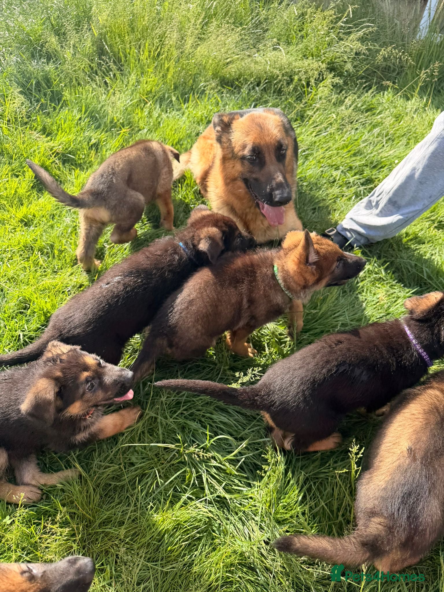 German Shepherd dogs for sale: Beautiful German Shepherd Pups  - Advert 7