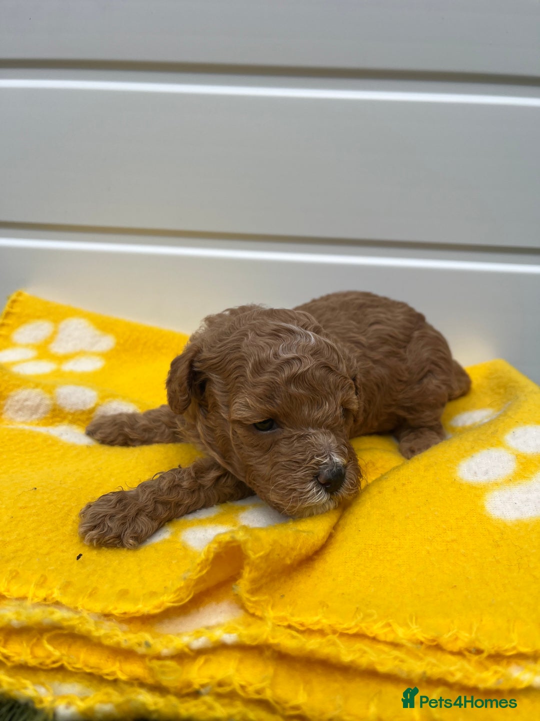 Toy Poodle dogs for sale: Adorable Toy Poodle Pups Looking for Forever Homes - Image 11