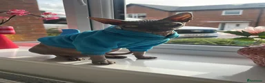Sphynx 1