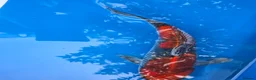 Koi Carp fish for sale: High quality Japanese koi gosport in Gosport - Advert 5