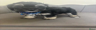 Maltipoo blue collar