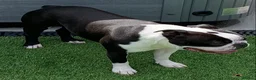 Boston Terrier dogs for stud: Outstanding champion lines in Doncaster - Advert 8