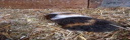 Guinea Pig rodents for sale: Swiss baby guinea-pigs  - Advert 21