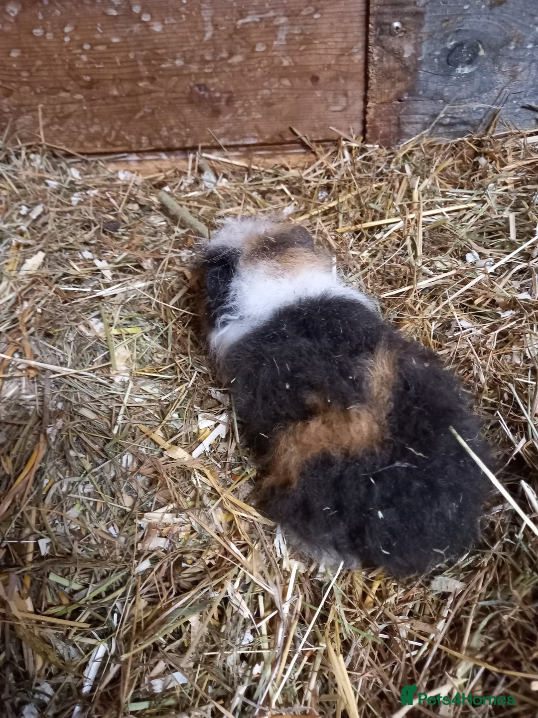 Guinea Pig rodents for sale: Swiss baby guinea-pigs  - Advert 21