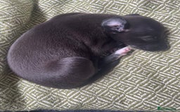 Whippet dogs for sale: The best puppies ever! - Image 13