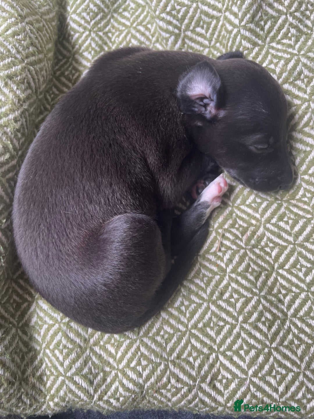 Whippet dogs for sale: The best puppies ever! - Image 13