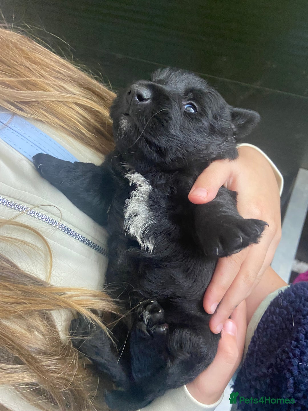 Scottish Terrier dogs for sale: Adorable Scottish Terror o Puppies  - Advert 4