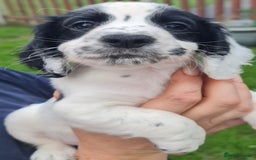 Cocker Spaniel dogs for sale: Gorgeous Cocker Pups - Image 18
