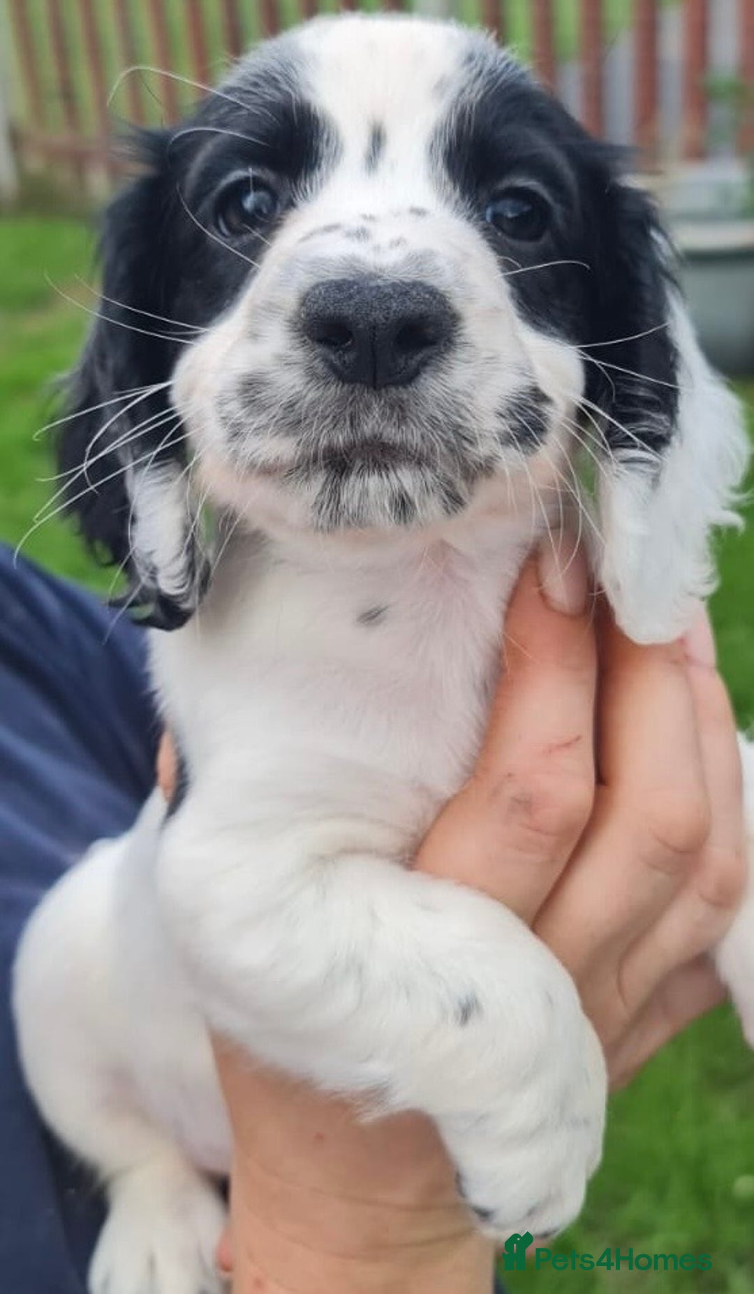 Cocker Spaniel dogs for sale: Gorgeous Cocker Pups - Image 18