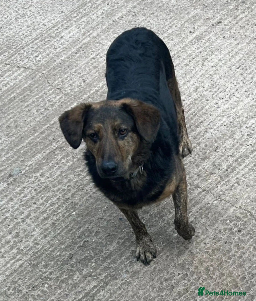 Mixed Breed dogs Meet Jess, currently residing in Essex in Nantwich - Advert 18