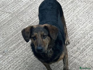 Mixed Breed dogs in Nantwich - Advert 16
