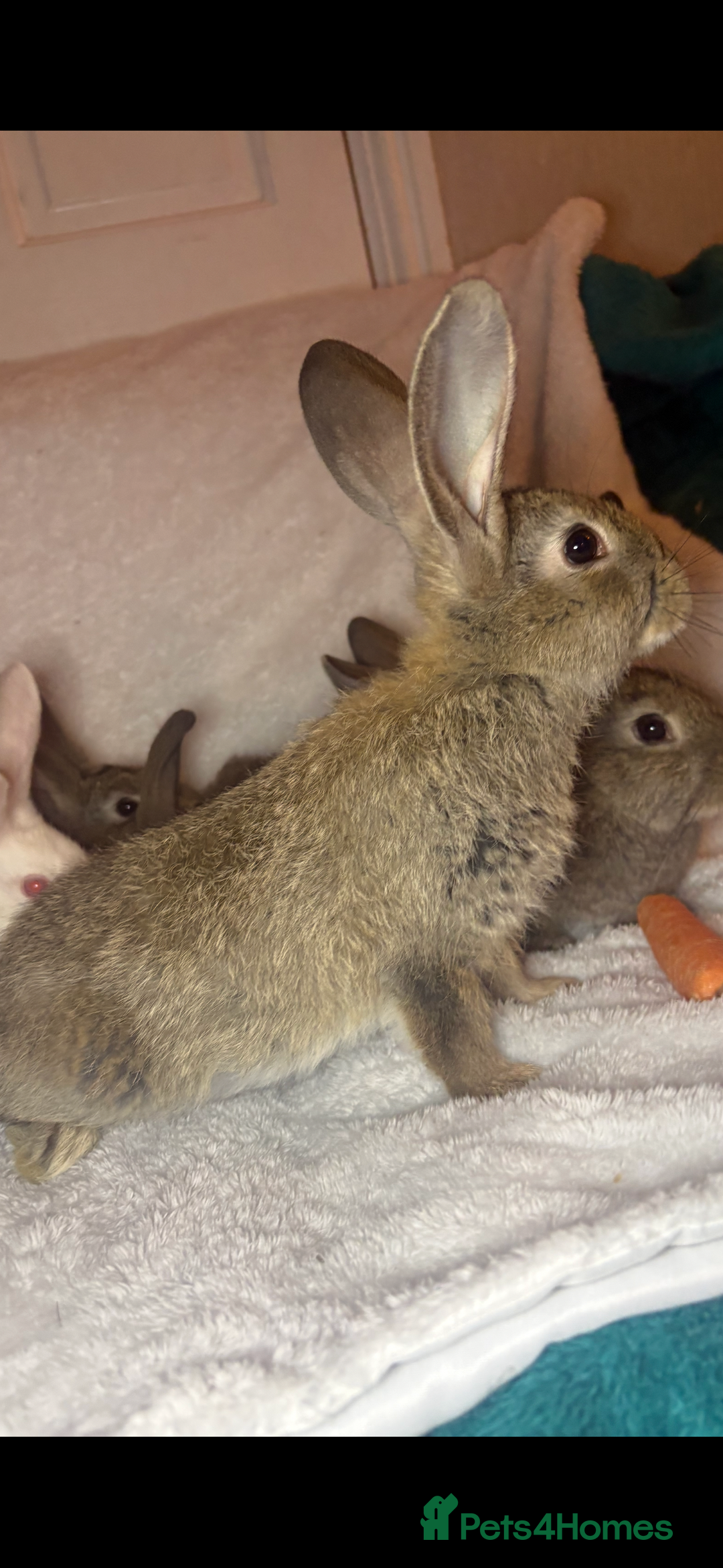 Continental Giant rabbits for sale: Beautiful continental giant baby rabbits ready  - Advert 21