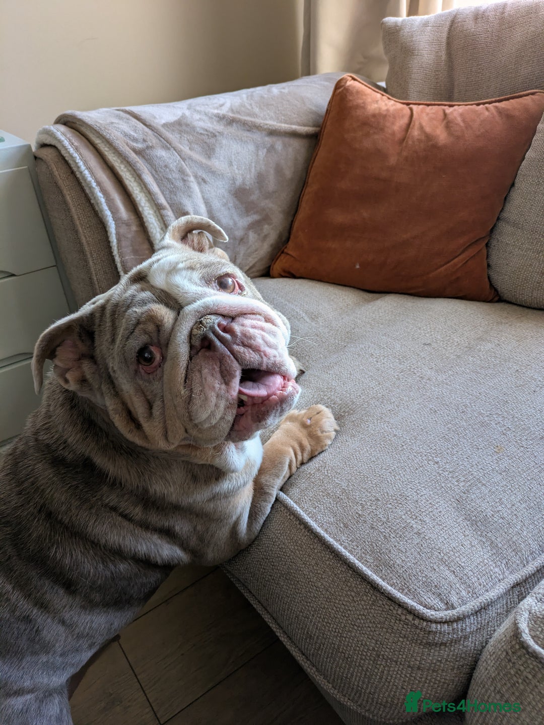 English Bulldog dogs for sale: Mab the bulldog - Advert 5