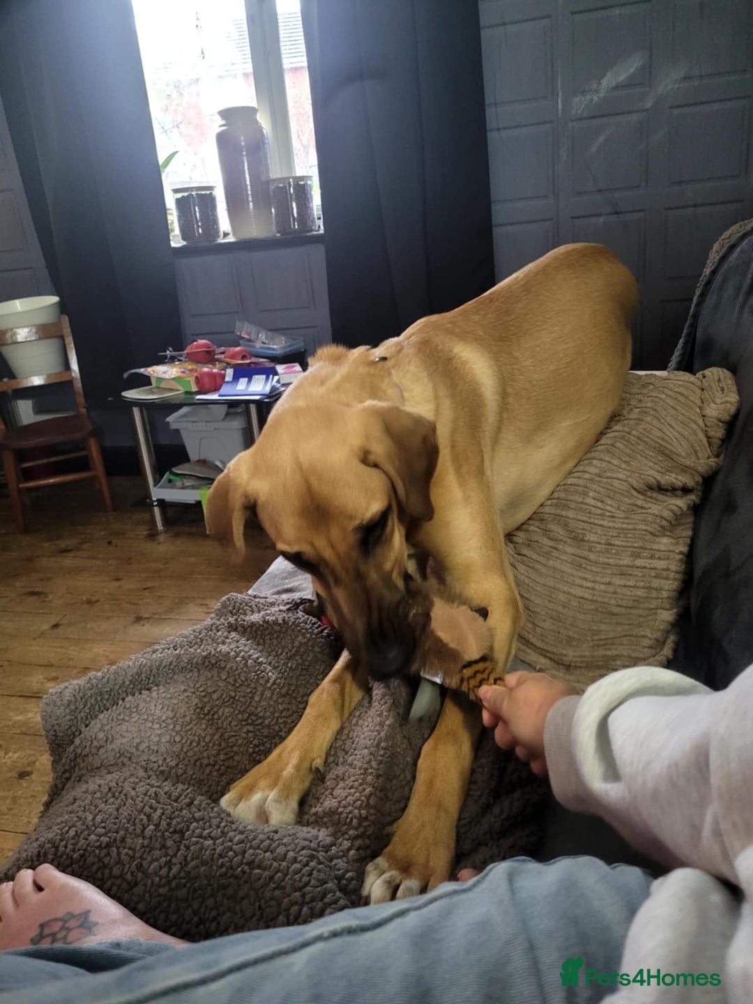 Mixed Breed dogs for adoption: Zach – 10 months old, Male, Mixed Breed Pup - Advert 7