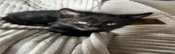 Mixed Breed cats for sale: Gorgeous kittens  - Advert 4