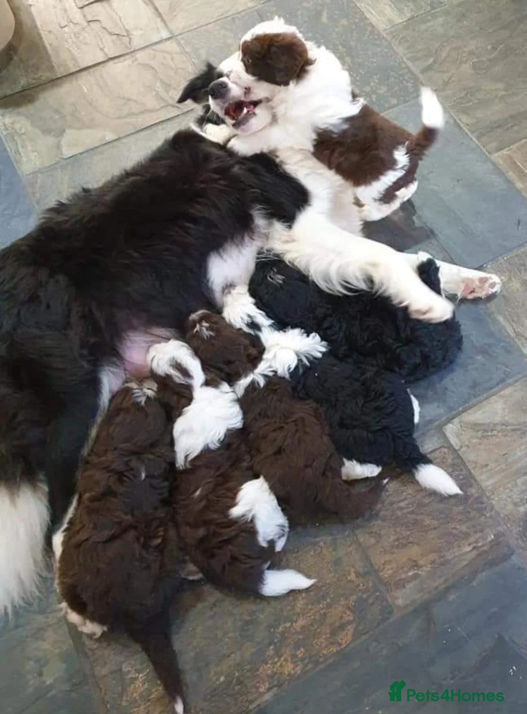 Miniature Poodle dogs for stud: KC registered / health tested / colour tested  in Bolton - Advert 11