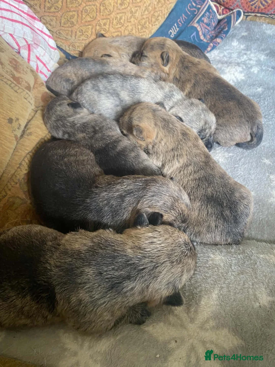 Cairn Terrier dogs for sale: KC reg cairn terrier puppies - Advert 1