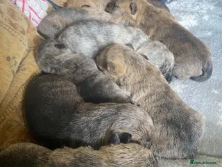 Cairn Terrier dogs KC reg cairn terrier puppies - Advert 1