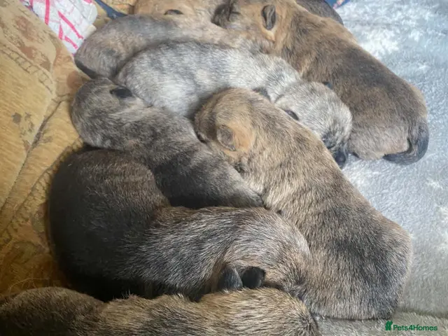 Cairn Terrier dogs KC reg cairn terrier puppies - Advert 2