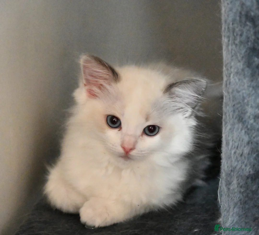 Ragdoll cats for sale: TICA reg Ragdoll – Blue Point & Bicolour  - Advert 2