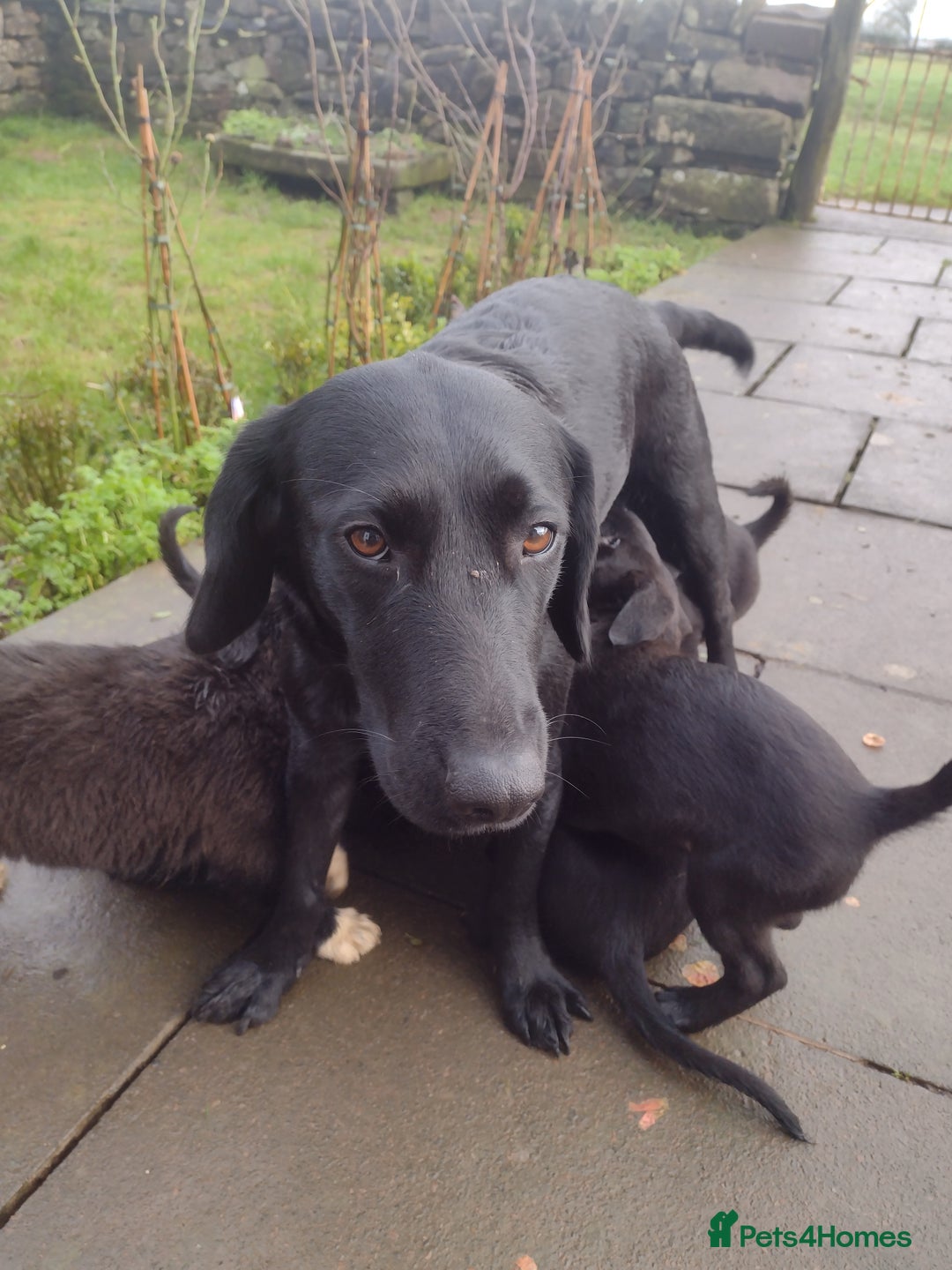 Mixed Breed dogs for sale: Collie X Sheepdog Puppies - Advert 2