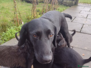 Mixed Breed dogs Collie X Sheepdog Puppies - Advert 1