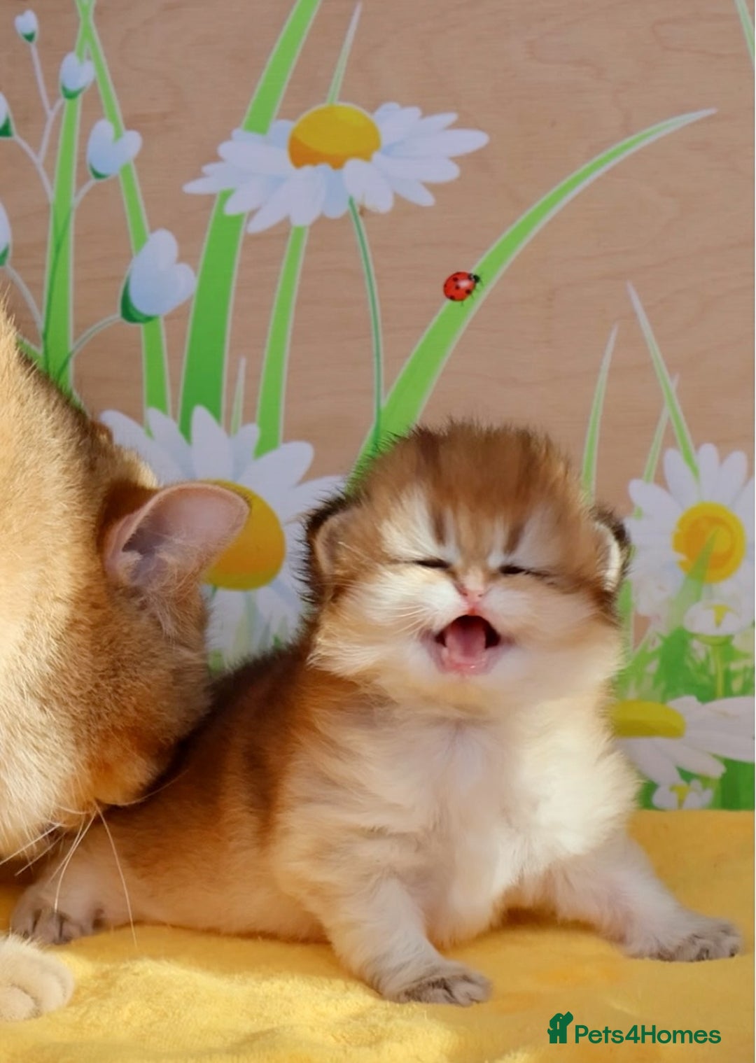 British Shorthair cats for sale: ✨Show quality Golden British Shorthair babies ✨ - Image 9