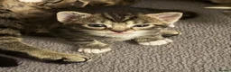 Mixed Breed cats for sale: Tabby kittens - Advert 13