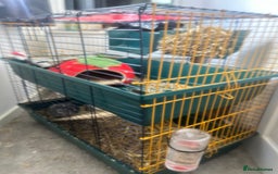 Guinea Pig rodents for sale: Lovely Paired male guinea pigs - Image 2